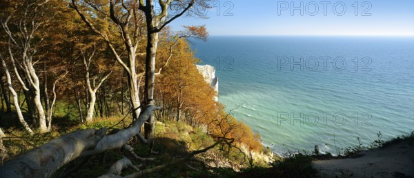Coastal forest at the chalk cliffs of Møns Klint, view of the Baltic Sea in autumn, Møn Island,