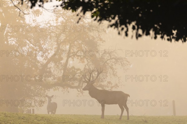 One Red Deer stag (Cervus elaphus) standing on a meadow in early morning light with a forest in