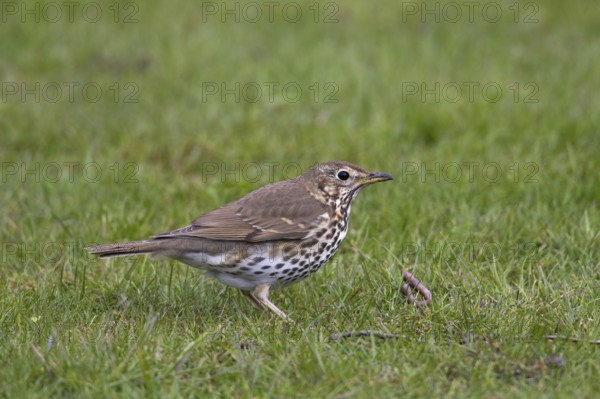 Song thrush (Turdus philomelos) eating earthworm on lawn in garden, Germany, Europe