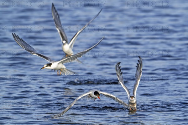 Juvenile and adult common terns (Sterna hirundo) in breeding plumage flying over water, fishing