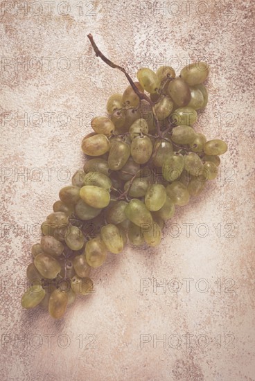 A branch of white grapes, wine grapes, Georgian grape variety Rkatsiteli, top view