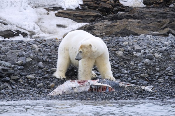 Solitary polar bear (Ursus maritimus) eating from beached dolphin carcass along the Svalbard coast