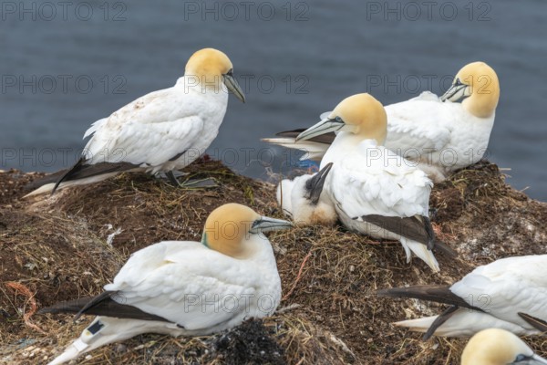 Northern gannets (Morus bassanus) with young on their nests on the cliff edge, offshore island of