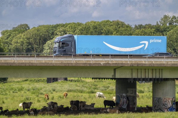 Lorry on the A40 motorway, bridge over the Ruhr and Styrumer Ruhrauen, herd of cattle, dairy cows