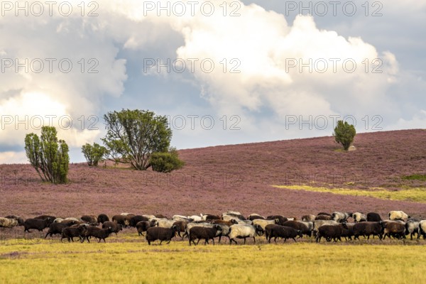 Heidschnucken herd, in the Lüneburg Heath, near Niederhaverbeck, heather blossom of the broom