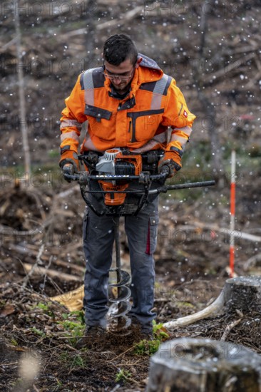 Reforestation in the Arnsberg Forest near Warstein-Sichtigvor, Soest district, forestry workers