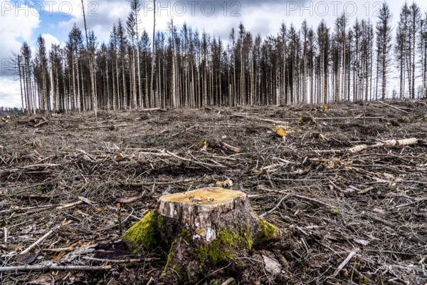 Cleared forest in the Arnsberg Forest near Warstein-Sichtigvor, Soest district, site of a spruce