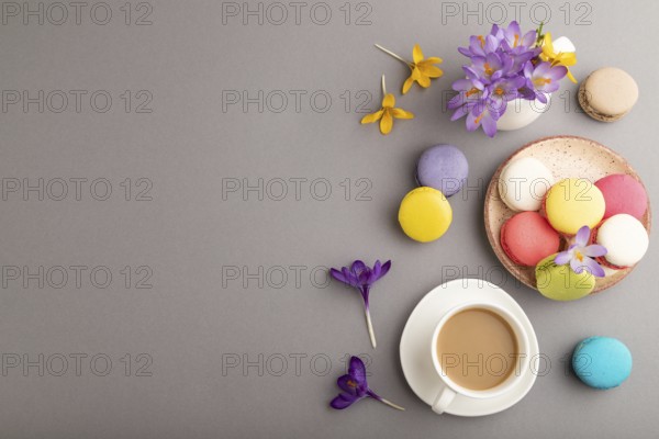 Multicolored macaroons with spring snowdrop crocus flowers and cup of coffee on gray pastel