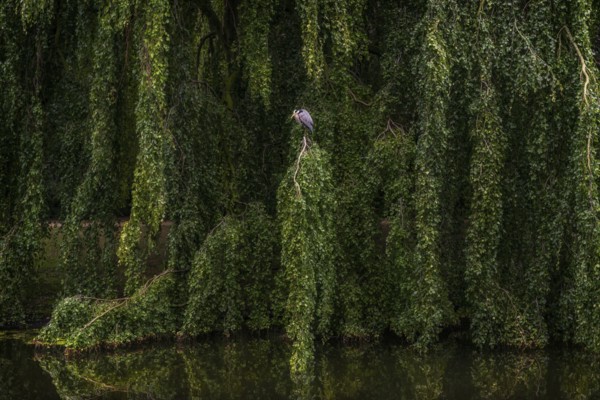 Green weeping beech (Fagus sylvatica), weeping beech with grey heron (Ardea cinerea), park, river,