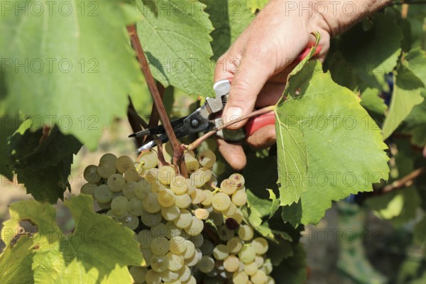 Grape grape harvest: Manual harvest of Chardonnay grapes in a vineyard in the Palatinate