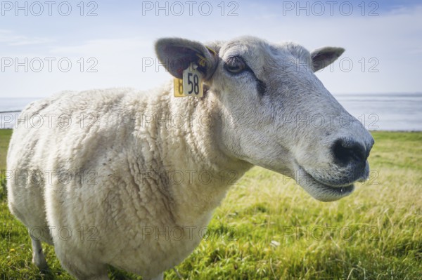 White sheep (Avis Alba), dyke, Sylt, Germany, Europe