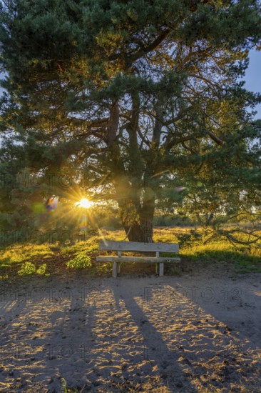 Westruper Heide, in the Hohe Mark Westmünsterland nature park Park, old wooden bench on a tree,