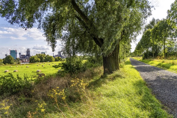 Duisburg Friemershein, field path, floodplain along the Rhine, nature reserve Rheinaue