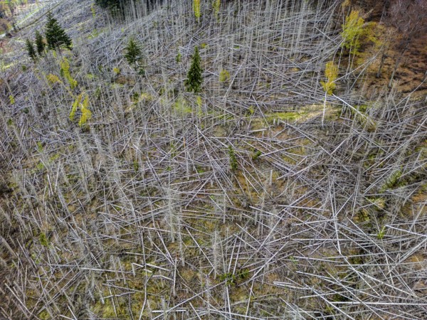 Dead spruce trees, broken by wind, lying wildly in disarray, forest dieback in the Arnsberg Forest