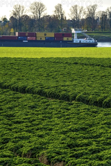 Kale field, growing area in the south of Düsseldorf, Volmerswerth district, cargo ship on the