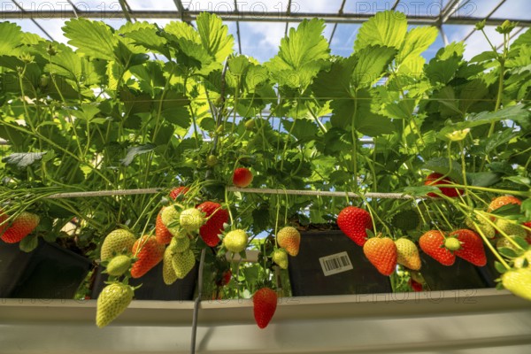 Strawberry cultivation in a greenhouse, young strawberry plants are growing, at different stages of