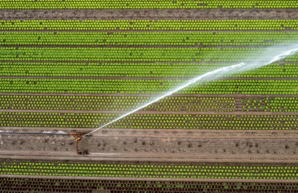 A field is artificially irrigated, water is sprayed onto the field via an irrigation system, field