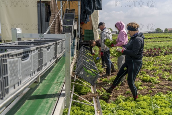 Harvesting Lollo Bianco lettuce, harvest workers cut off the lettuce heads, clean them and put them
