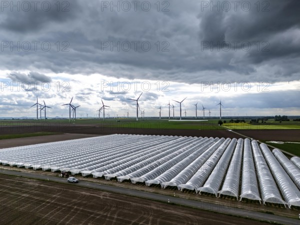Agriculture, large areas with foil tunnel, for the cultivation of strawberries, freshly cultivated