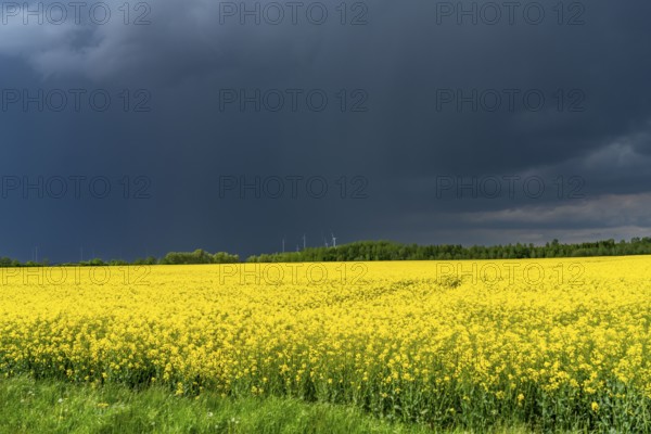 Thunderclouds over the Rhenish lignite mining area, rape field, North Rhine-Westphalia, Germany,