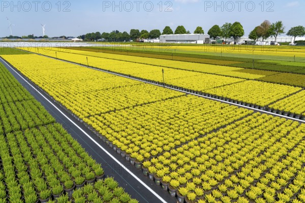 Horticultural business, broom heather plants, in flower pots, outdoors, Calluna vulgaris, North