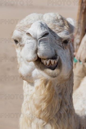 Dromedary (Camelus dromedarius), Arabian camel in head portrait, head, animal, farm animal, teeth,