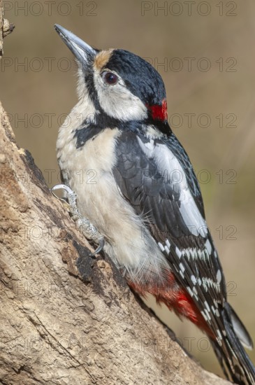Great Spotted Woodpecker (Dendrocopos major) on a branch in the forest. Bas-Rhin, Alsace, Grand