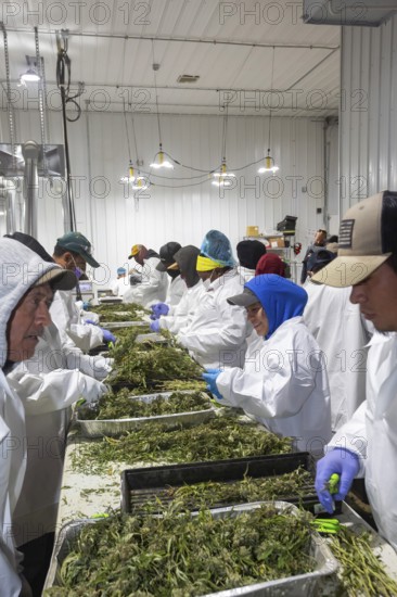 Paw Paw, Michigan, Migrant farmworkers at Grasshopper Farms trim the newly-harvested cannabis crop