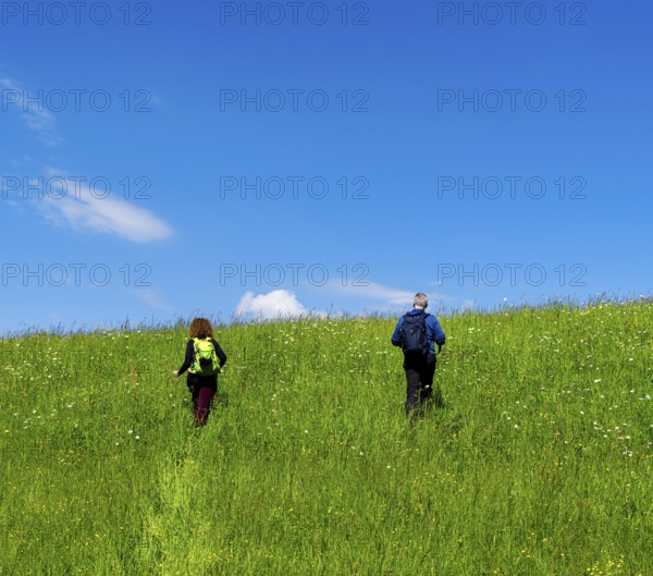 Hiker in a meadow on a mountain, Bad Vigaun, Austria, Europe