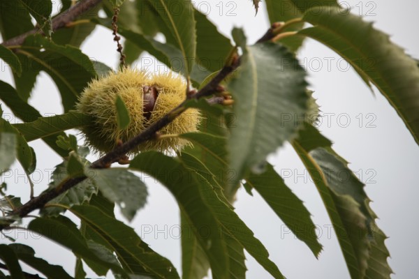 Sweet chestnut growing in a garden, Plau am See, Mecklenburg-Vorpommern, Germany, Europe