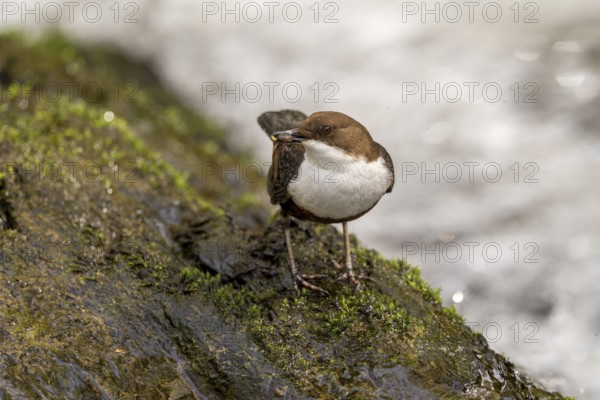 White-throated Dipper (Cinclus cinclus), at a torrent with prey in its beak, Rhineland-Palatinate,