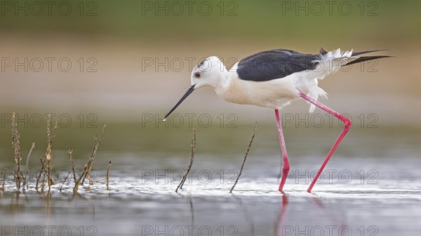 Black-winged Black-winged Stilt (Himantopus himantopus) Family of avocets, male, searching for food