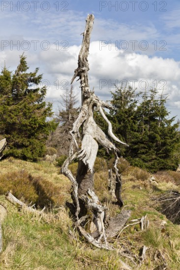 Knotted, dead tree trunk in a natural forest environment, Harz Mountains, Brocken, Lower Saxony