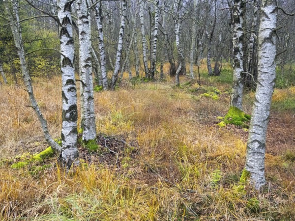 Moor Birch tree stems, (Betuls pubescens) with surounding autumn colour, in the Rhön UNESCO