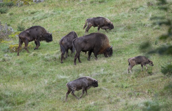 Bison (Bison bonasus), herd grazing in near-natural habitat, captive, Germany, Europe
