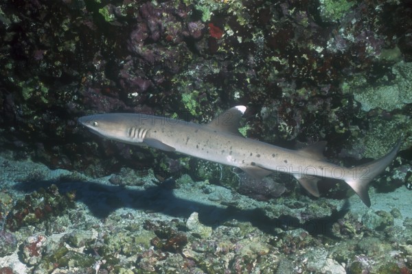 Whitetip reef shark (Triaenodon obesus) Whitetip reef shark swimming near the bottom through coral