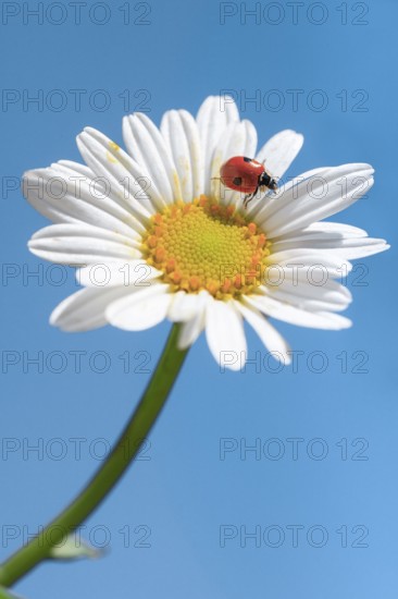 Ladybird on daisy, Switzerland, Europe