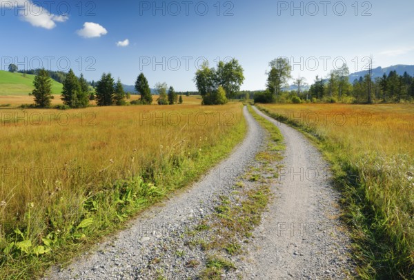 Field road leads through the Rothenthurm upland moor, Schwyz, Switzerland, Europe