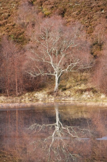 Reddish birch trees overgrown with moss are reflected in the water of a loch covered with ice