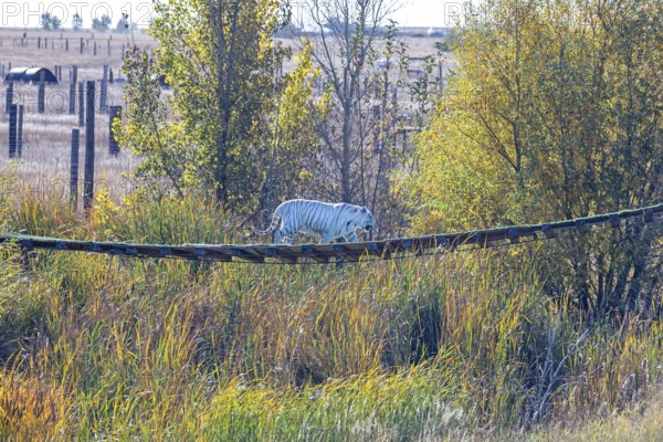 Keenesburg, Colorado, A white tiger at the Wild Animal Sanctuary, a nonprofit that rescues animals