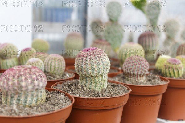 Various types of succulent in flower pots in the greenhouse. Closeup, selective focus