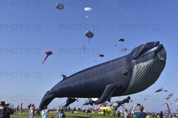 Kite festival, flying kites on Schönberg beach, Schleswig-Holstein, Germany, Europe