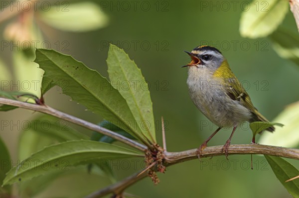 Goldcrest, Regulus ignicapillus, Luce, Mountain area, Luce, Styria, Slovenia, Europe