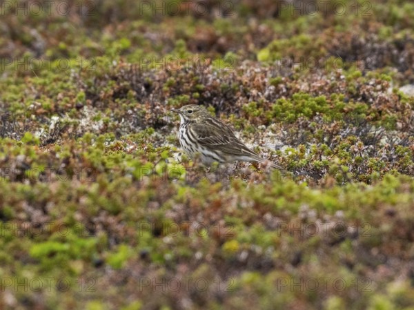 Meadow Pipit (Anthus pratensis) adult bird resting on tundra vegetation, May, Varanger National