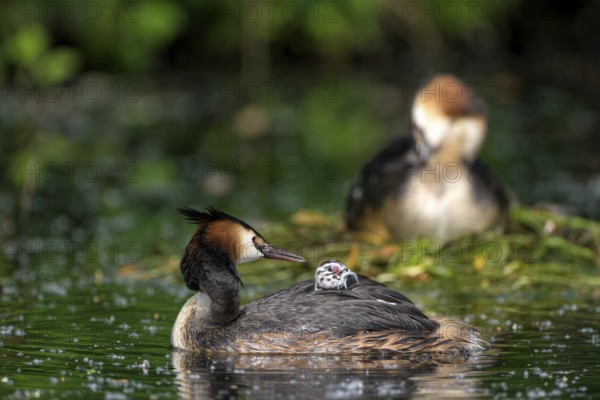 Great Crested Grebe (Podiceps cristatus), pair at the nest, with chicks, Krickenbecker Seen, North