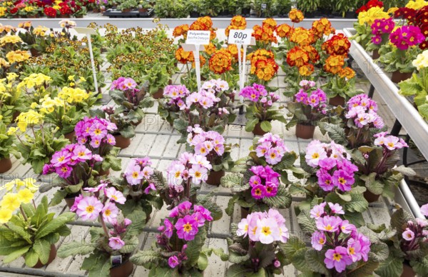 Display of bright polyanthus plants Ladybird Nurseries garden centre, Gromford, Suffolk, England,