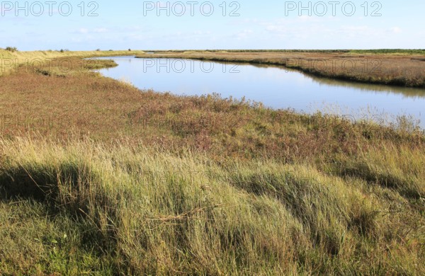 Landscape at high tide Barthorp's Creek, Hollesley Bay, near Shingle Street, Suffolk, England, UK