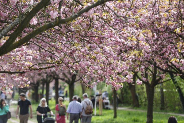 Blossoming cherry trees on the TV Asahi cherry blossom avenue on the Berlin Wall Trail. The cherry