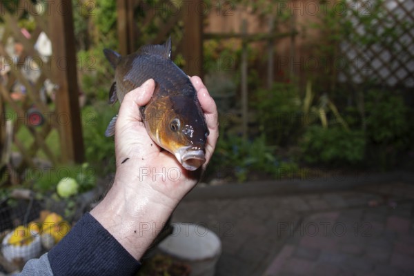 A hand holding a koi carp with its mouth open in the garden, Germany, Europe