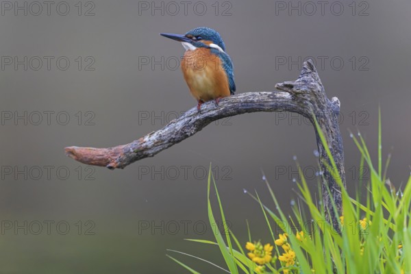 Common kingfisher (Alcedo atthis) Indicator for clean watercourses, juvenile bird, habitat, flying